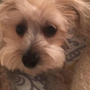 Meet your Posher, John luke